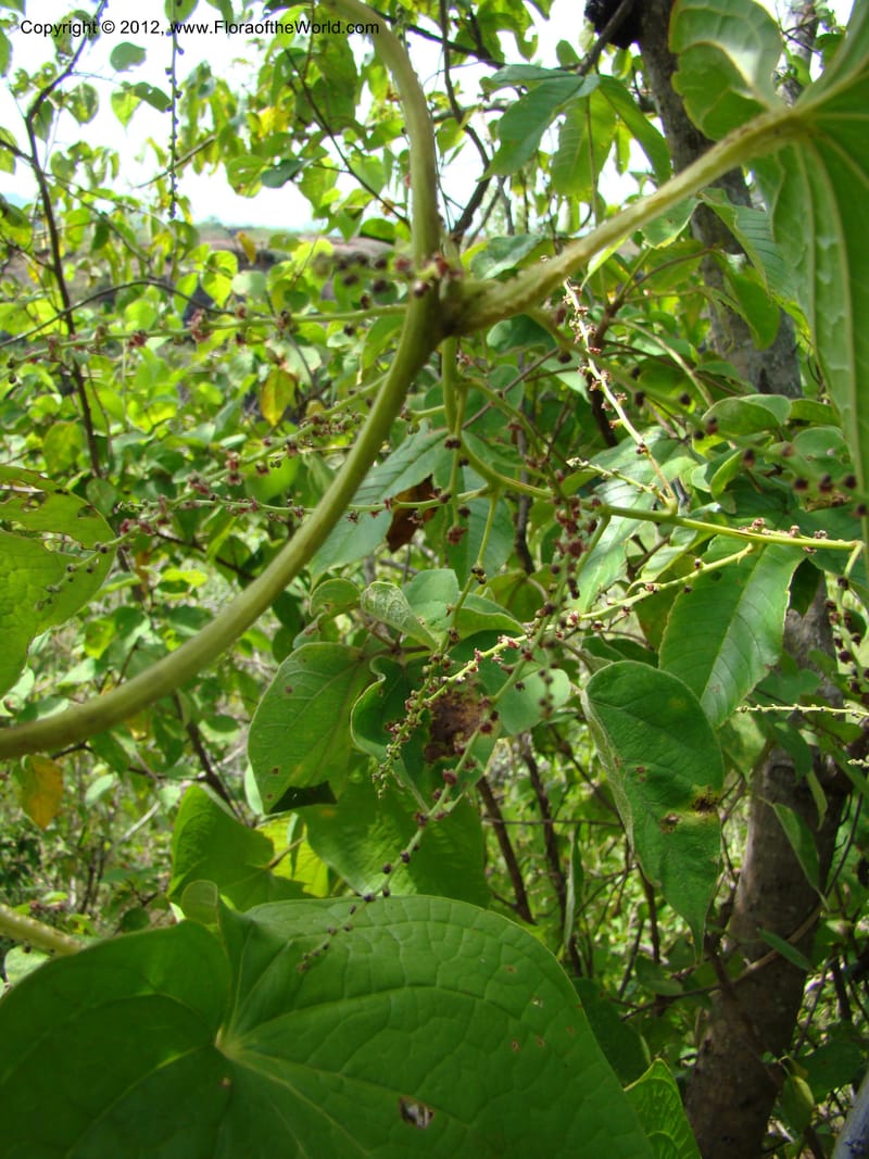 Dioscorea, N. Martinez M. 2431--MX. Chiapas. Jiquipilas. Cerro el Campanario. 14 Sep 08. 193 (12).jpg