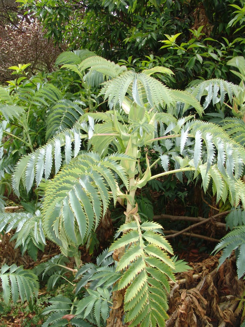 Melianthus--CA. San Francisco Arbor. 3 Jul 07. 261.jpg
