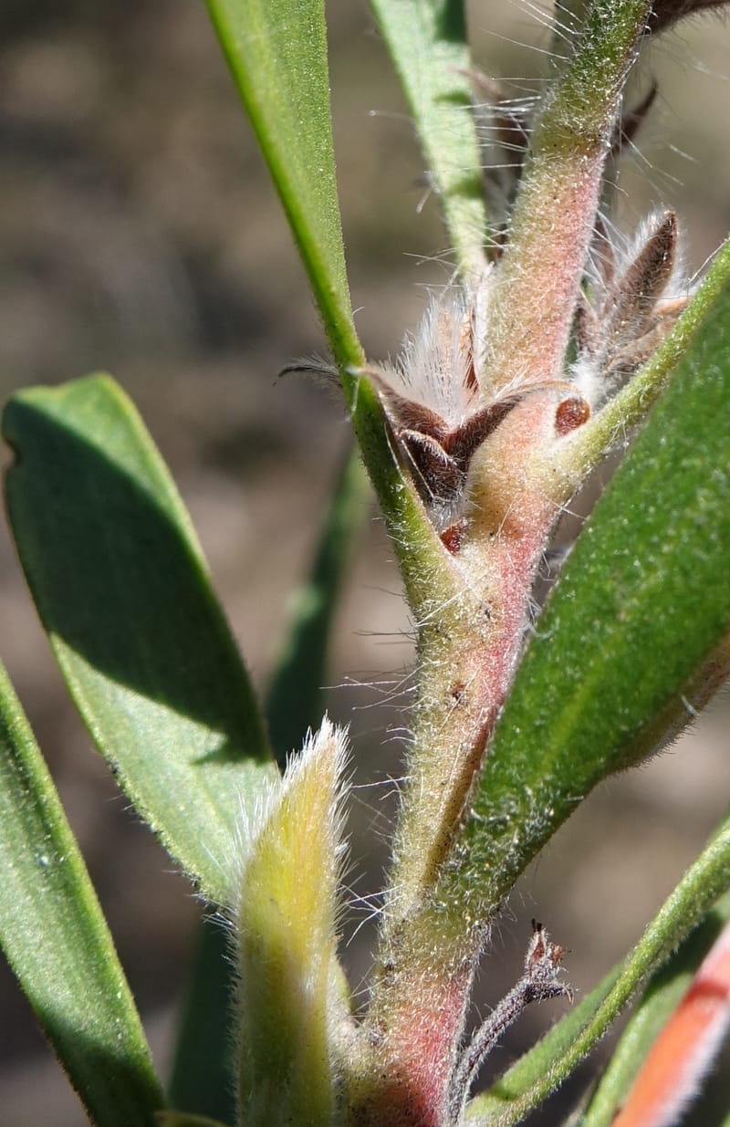 Adenanthos barbiger, Davidson, C 13472--Australia. W.A. Albany Hwy, odom 33.5. 28 Oct 2016. DSC05957 (42).JPG