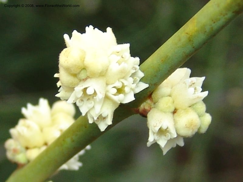 Retanilla ephdra, 98.0207--CA. UC Berkeley Bot. Garden. 8 Dec 06. 360.jpg