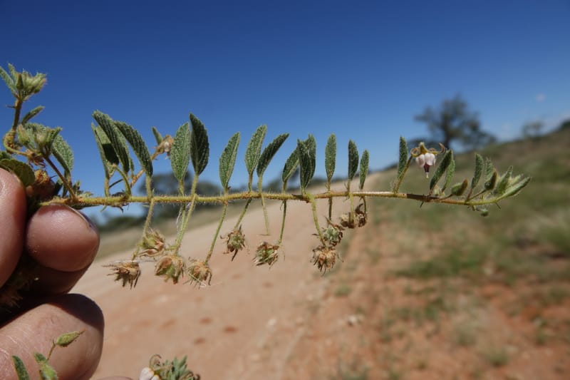 Hermannia tomentosa, L. Nanyeni 1231--Namibia. Hwy D1228, stop 1. DSC03368 (37).JPG