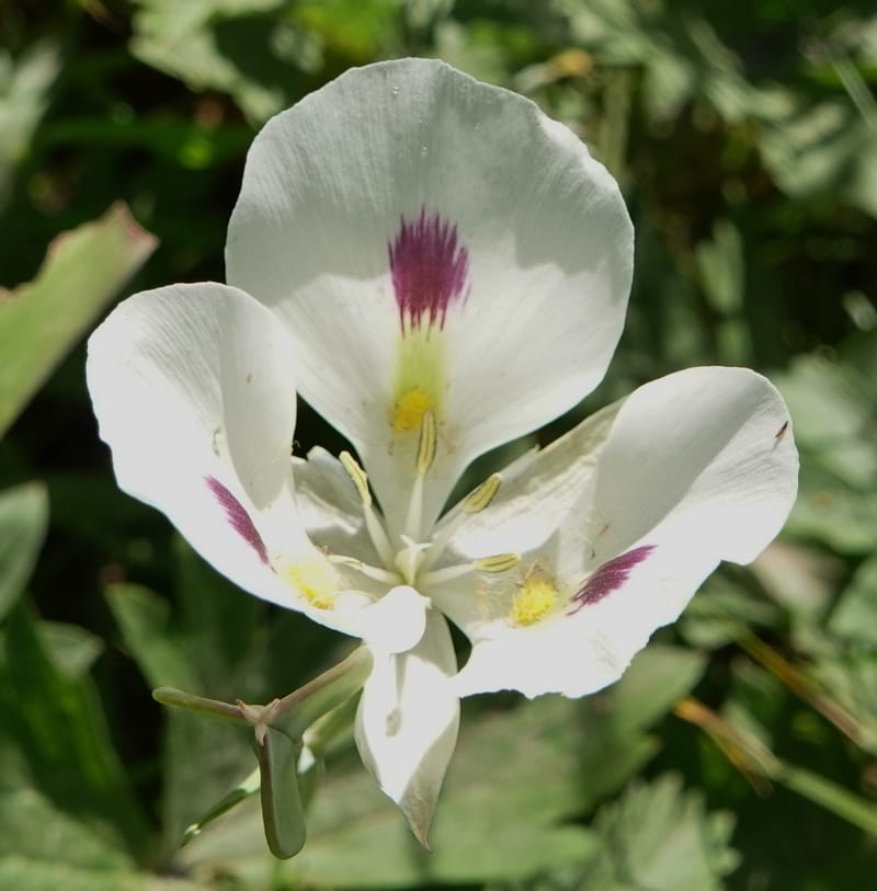 Calochortus eurycarpus, C. Davidson 13846--ID. Fremont Co. Sawtelle Pk. Stop 1. 30 Jul 2018. DSC07452 (48).JPG