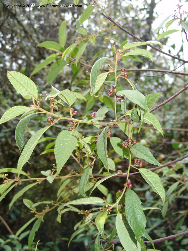 Rhamnus--Peru. Macchu Pichu. 23 Oct 07. 169.jpg