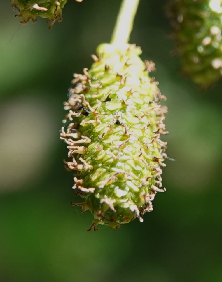 Alnus viridis subsp. fruticosa, C. Davidson 13827--ID. Shoshone Co. Hobo Cedar Grove. 9 Jul 2018. DSC06256 (175).JPG