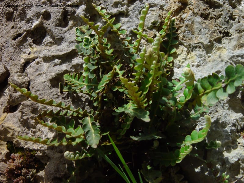 Ceterach officinarum--Italy. Abruzzo. Between monasteries, Subiaco.11 May 02. 001.jpg