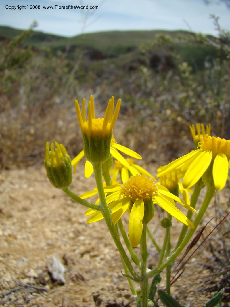 OR. Malheur Co. Leslie Gulch. 1 Jun 08. 257.jpg