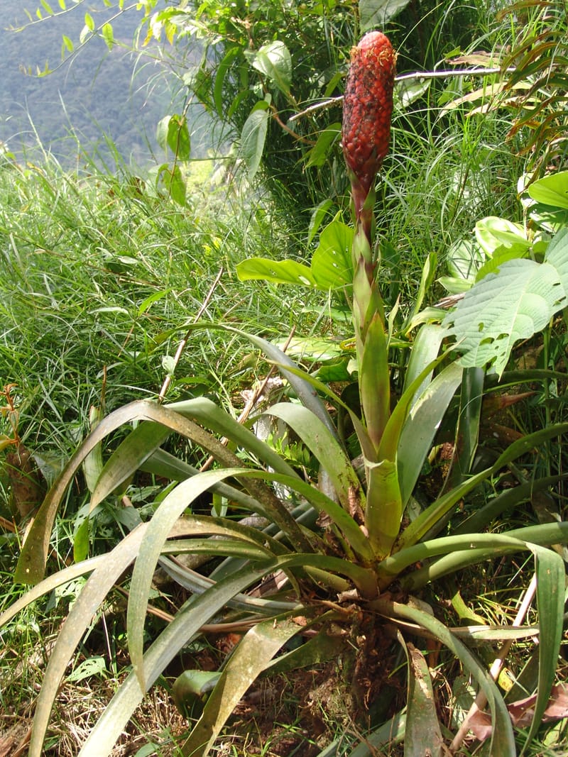 Guzmania claviformis, Neill 15929--Ecuador. Prv. Zam. Ch. C del Condor. Wawaime plot. 22 Sep 07. 344 (10).jpg