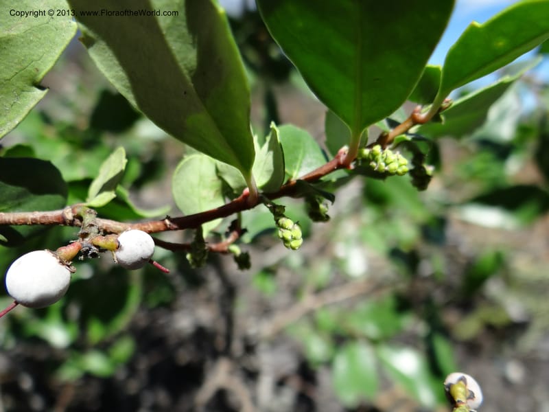 Azara, WDS 34089--Chile. Pte. Polcura.  Odom 11.6. 17 Feb 2013. DSC01159 (150).JPG