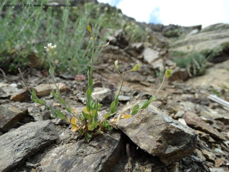 Noccaea fendleri, Davidson, C 12589--ID. Idaho Co. Seven Devils Camp Ground. 15 Jul 2014. DSC00113 (70).JPG