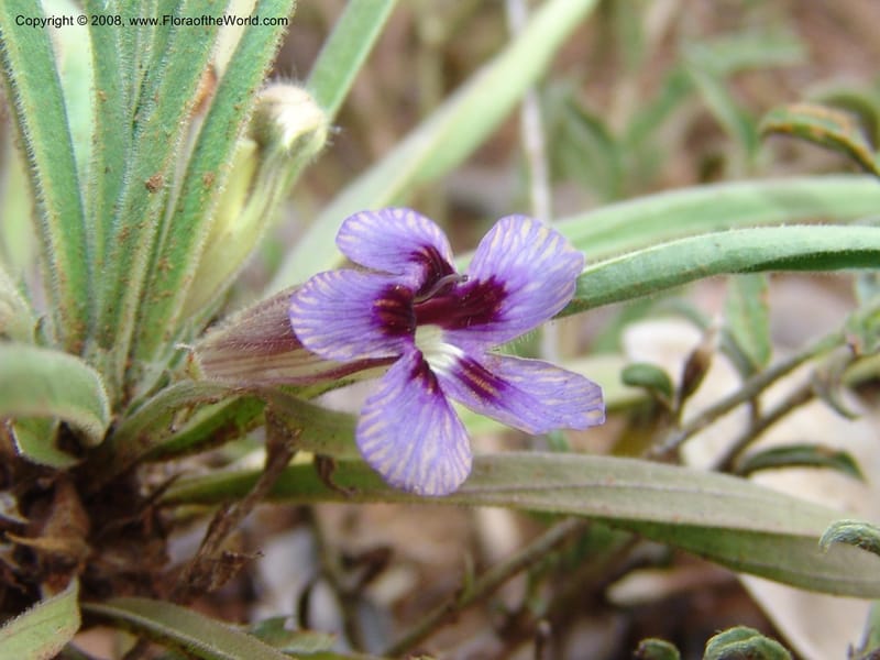 Aptosimum--So.Africa. Mpumal. twd Steelpoort. 16 Mch 05. 054.jpg