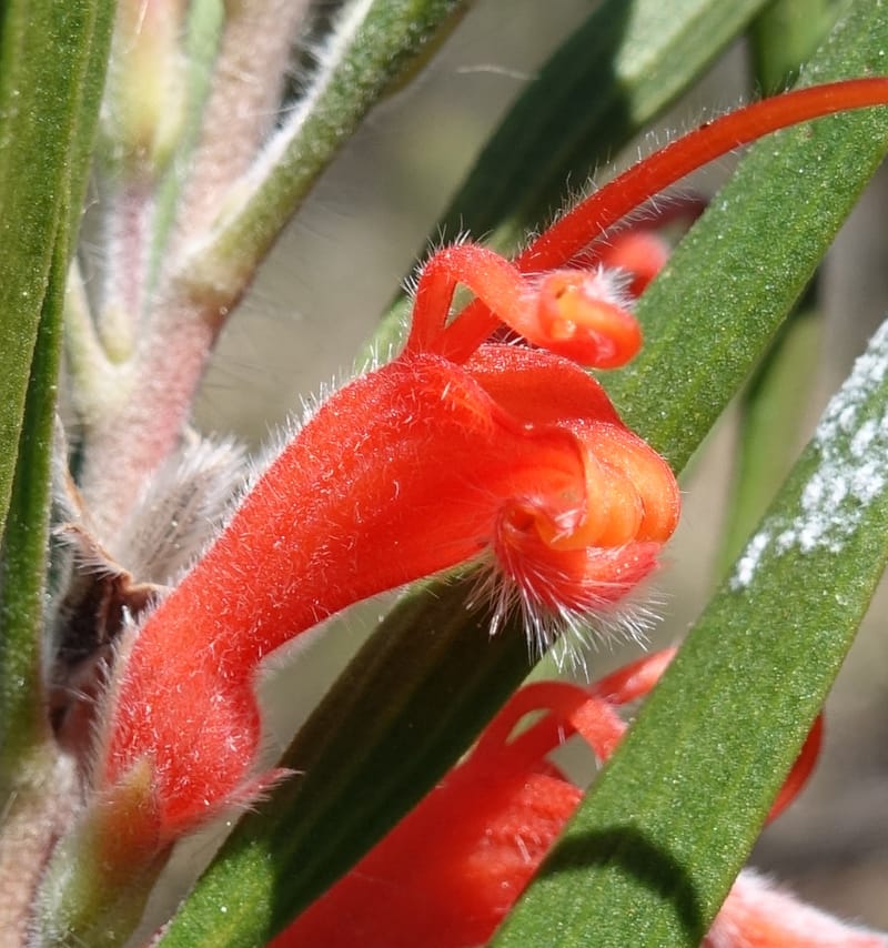 Adenanthos barbiger, Davidson, C 13472--Australia. W.A. Albany Hwy, odom 33.5. 28 Oct 2016. DSC05957 (44).JPG