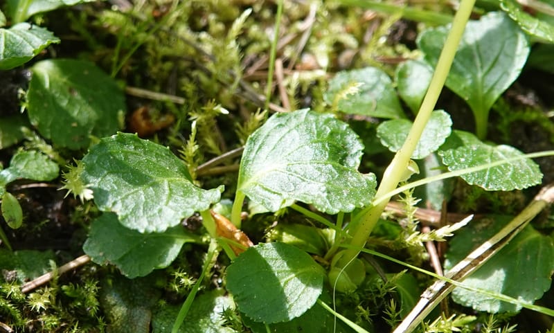 Moneses uniflora, C. Davidson 14039--ID. Valley Co. Sylvan Cr. Payette Lake. 31 July 2019. DSC01112 (14).JPG