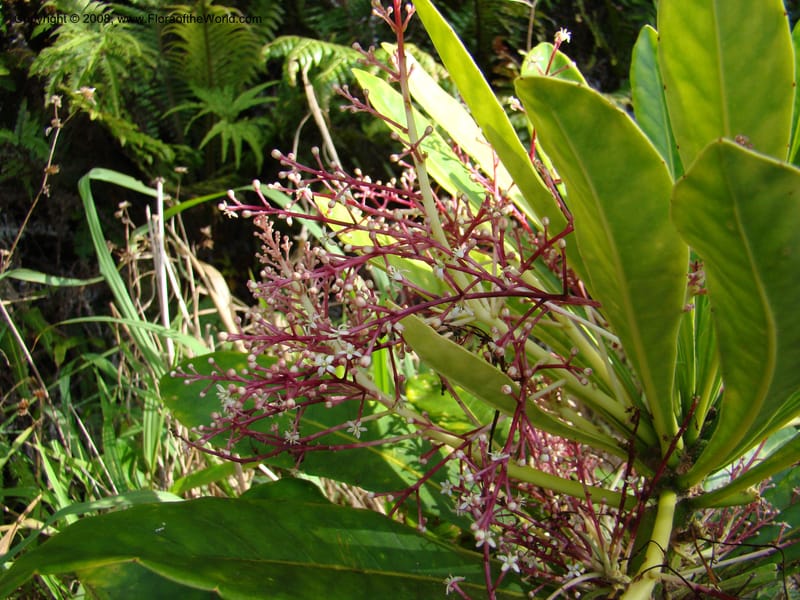 Phelline, GBarriera131107-21--New Caledonia. Mandjelia. 13 Nov 07. 230.jpg