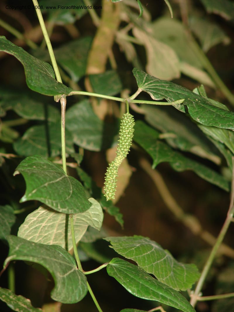 Piper capense--So.Africa. Mpumal. Moodie Mts.  18 Mch 05. 526.jpg