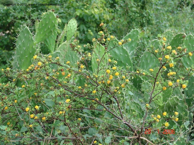 Gnidia daphnifolia , Rogers, Z 914-Madagascar, 20 Jan 2006 029 (24).jpg
