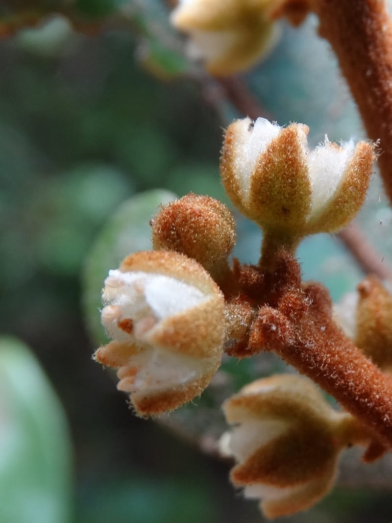 Storthocalyx sordidus, Callmander, M 1230--New Caledonia. Haute Robinson. 11 Nov. 2015. DSC00909 (99).JPG
