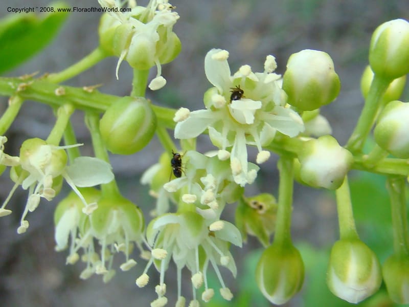 Stegnosperma cubense, WDStevens27201--Nicaragua. Leon. Isla Juan Venado, S of Penitas. 11 Jun 08. 065.jpg