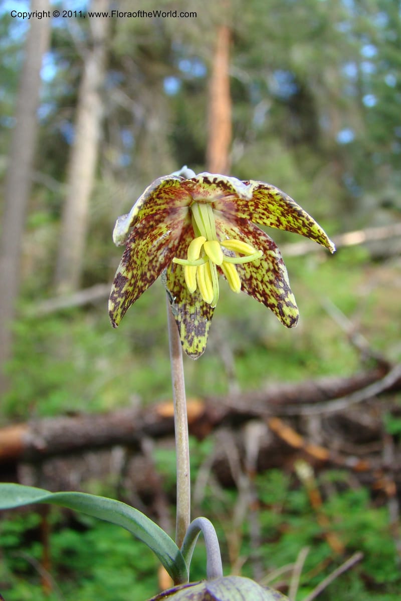 Fritillaria atropurpurea, C. Davidson 11437--Idaho. Valley Co. Payette Lake. Sylvan Beach. 7 June 2009. 046.jpg