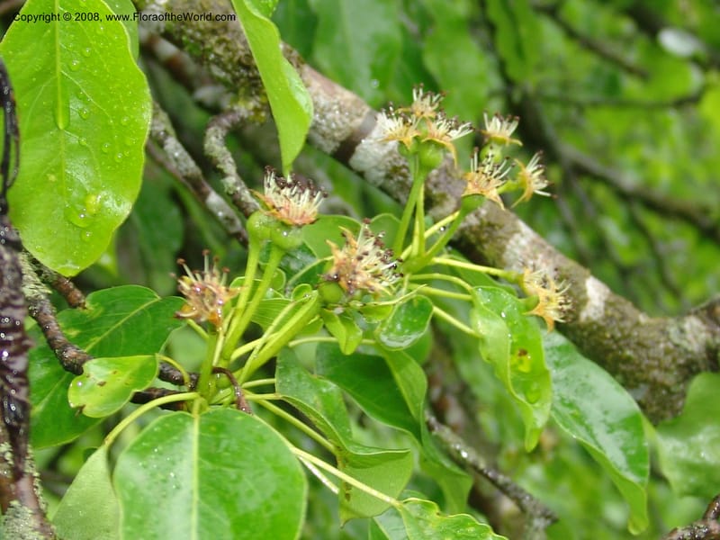 Pyrus caucasica--Georgia. 2 km S of Bakuriani, rd to Khrats'koros. 6 Jun 05. 334.jpg