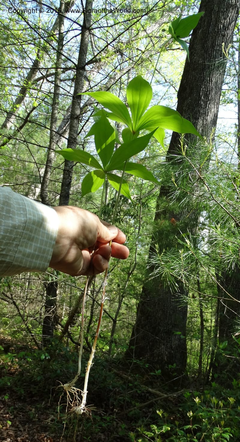 Mediola virginiana, Davidson, C 12947--North Carolina. Trans. Co. W Cradle of For. 11 May 2015. DSC03837 (63).JPG