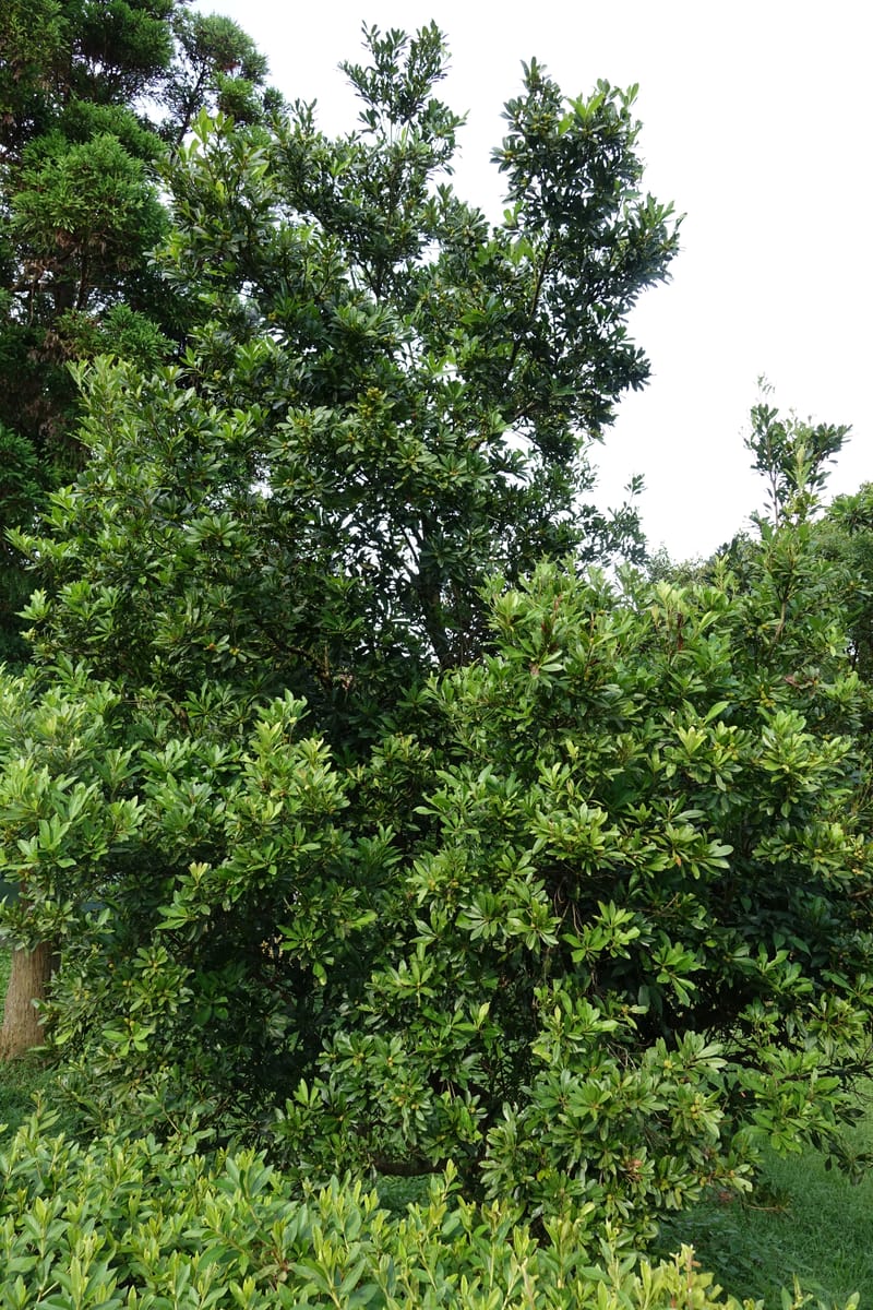 Myrica rubra, Chung Kuo-Fang 3343--Taiwan. YangMing Shan Nat. Park. 18 May 2016. DSC02685 (205).JPG