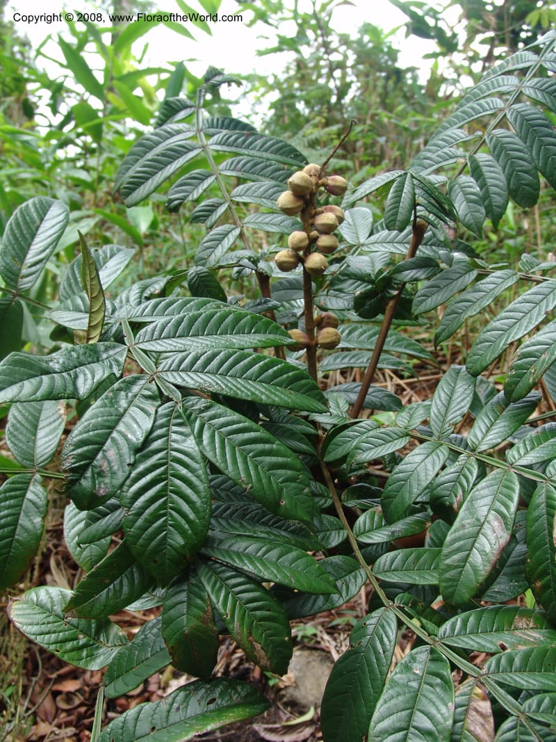 Bersama abyssinica ssp paulinioides, RGereau6880--Tanz. Nawenge For. Res., Mahenge. 20 Feb 06. 028.jpg