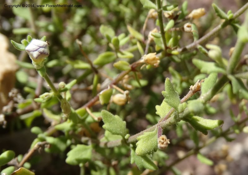 Sutera hispida, Davidson, C 12260--South Africa. Western Cape. Swartberg Pass Rd. 19 Jan 2014. DSC00537 (67).JPG