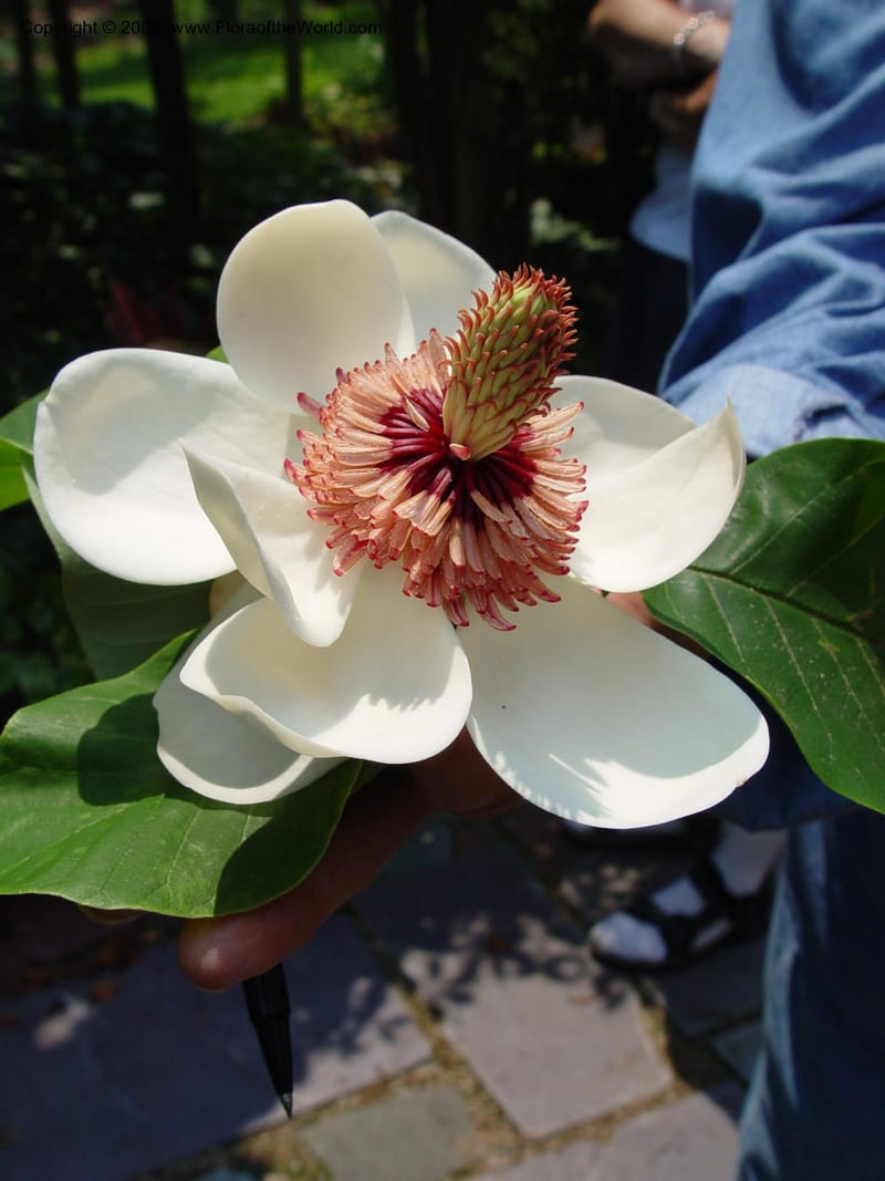 Magnolia wiesneri [=M. sieboldii]--CT. Branford. Dr. Nickou's private garden. 27 Jun 03. 015.jpg