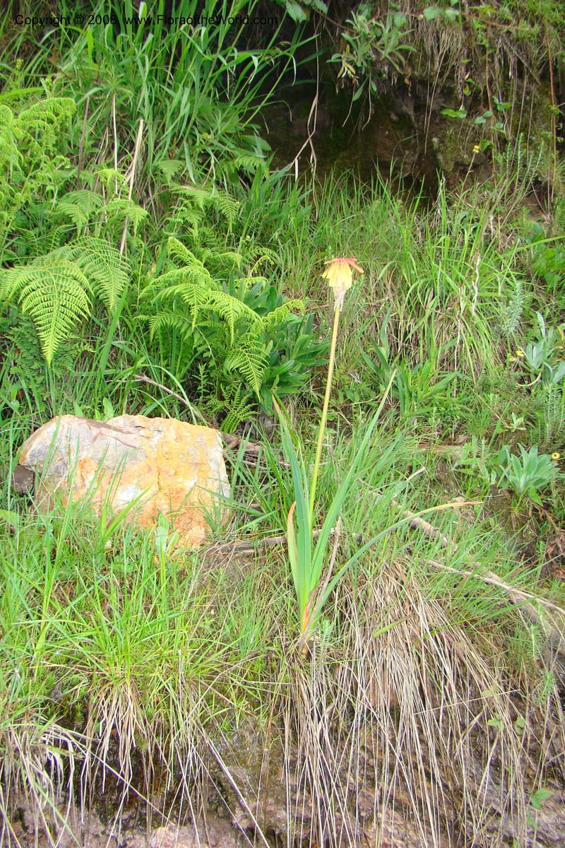 Kniphofia bequaertii, WKindeketa3032--Tanz. Makete Distr. Kitulo Nat. Pk. 25 Jan 08. 065.jpg