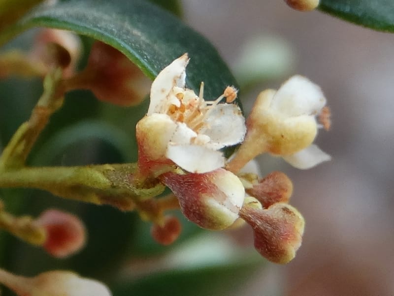 Guioa villosa, Callmander, M 1257--New Caledonia. Tiebaghi. 17 Nov 2015. DSC03437 (212).JPG