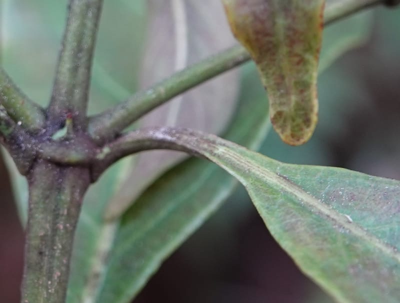 Wendlandia ligustrina, D. Boufford 44129--China. Yunnan. Meizi Lake Park. 3 May 2018. DSC01424 (228).JPG