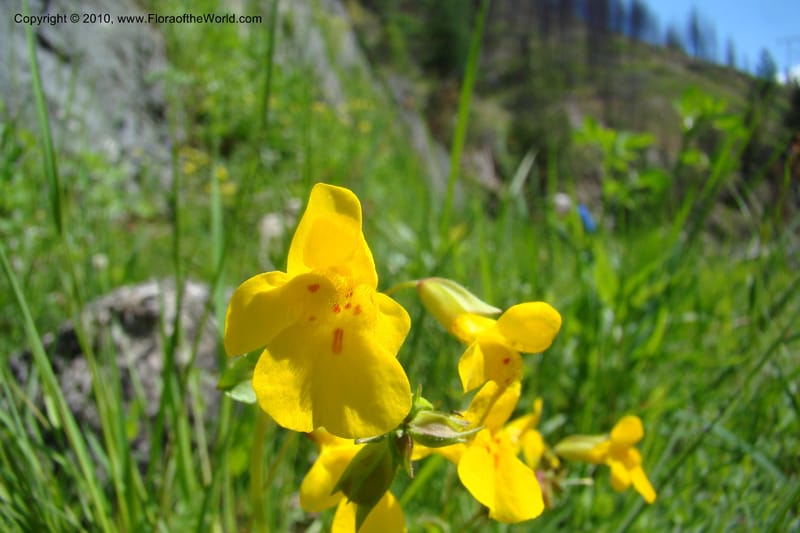 Mimulus guttatus, C. Davidson 11462--ID. Valley Co. Warm Lake. 16 June 2009. 075.jpg