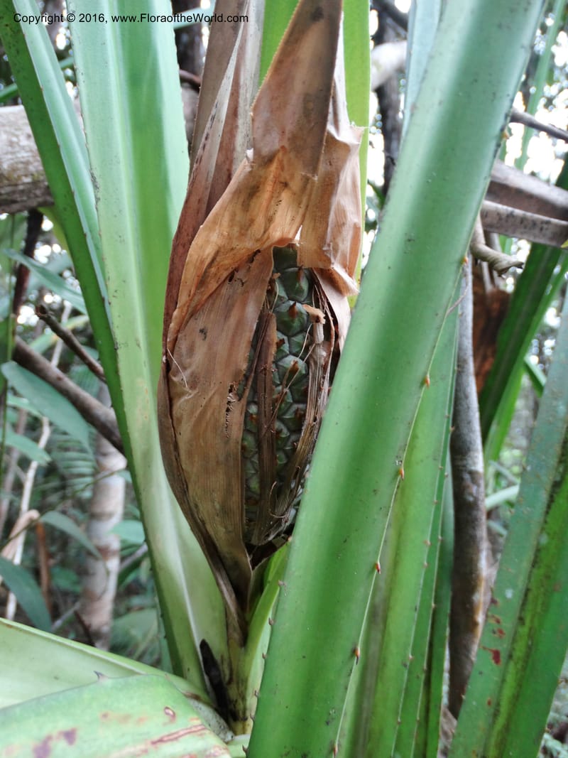 Pandanus occultus, Callmander, M 1184--Sabah. G. Silam. 1 Oct 2014. DSC00937 (17).JPG