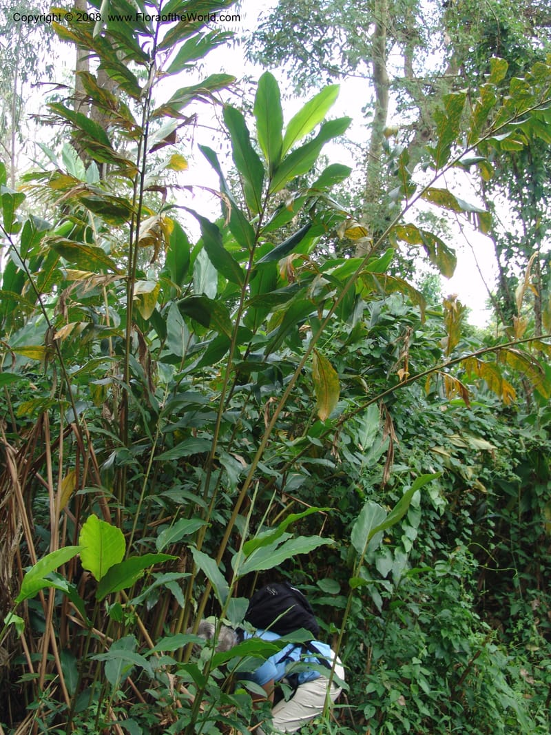 Aframomum--Kenya. Maseno. Maseno Univ. Bot. Gard. 3 Jul 04. 037.jpg