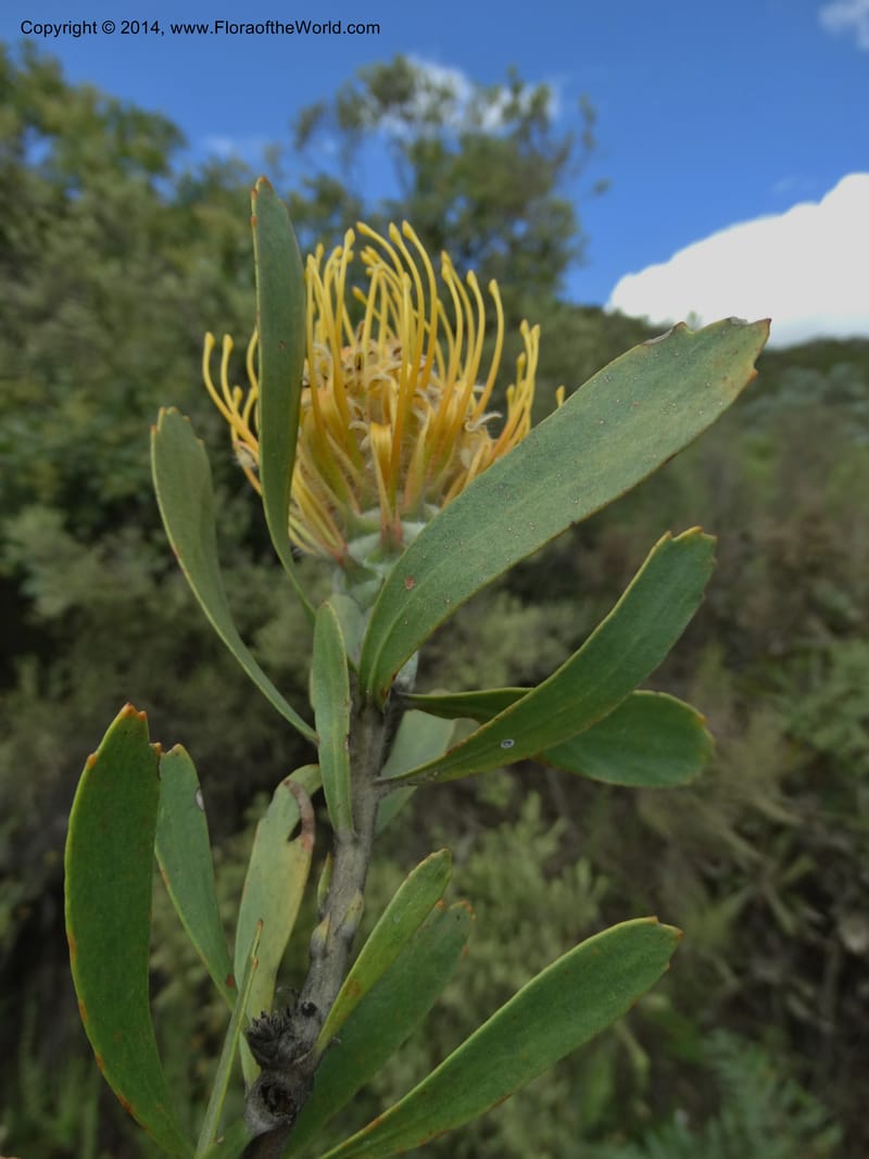 Leucospermum, Davidson, C 12268--South Africa. Western Cape. S of Swartberg Pass. 19 Jan 2014. DSC00691 (20).JPG