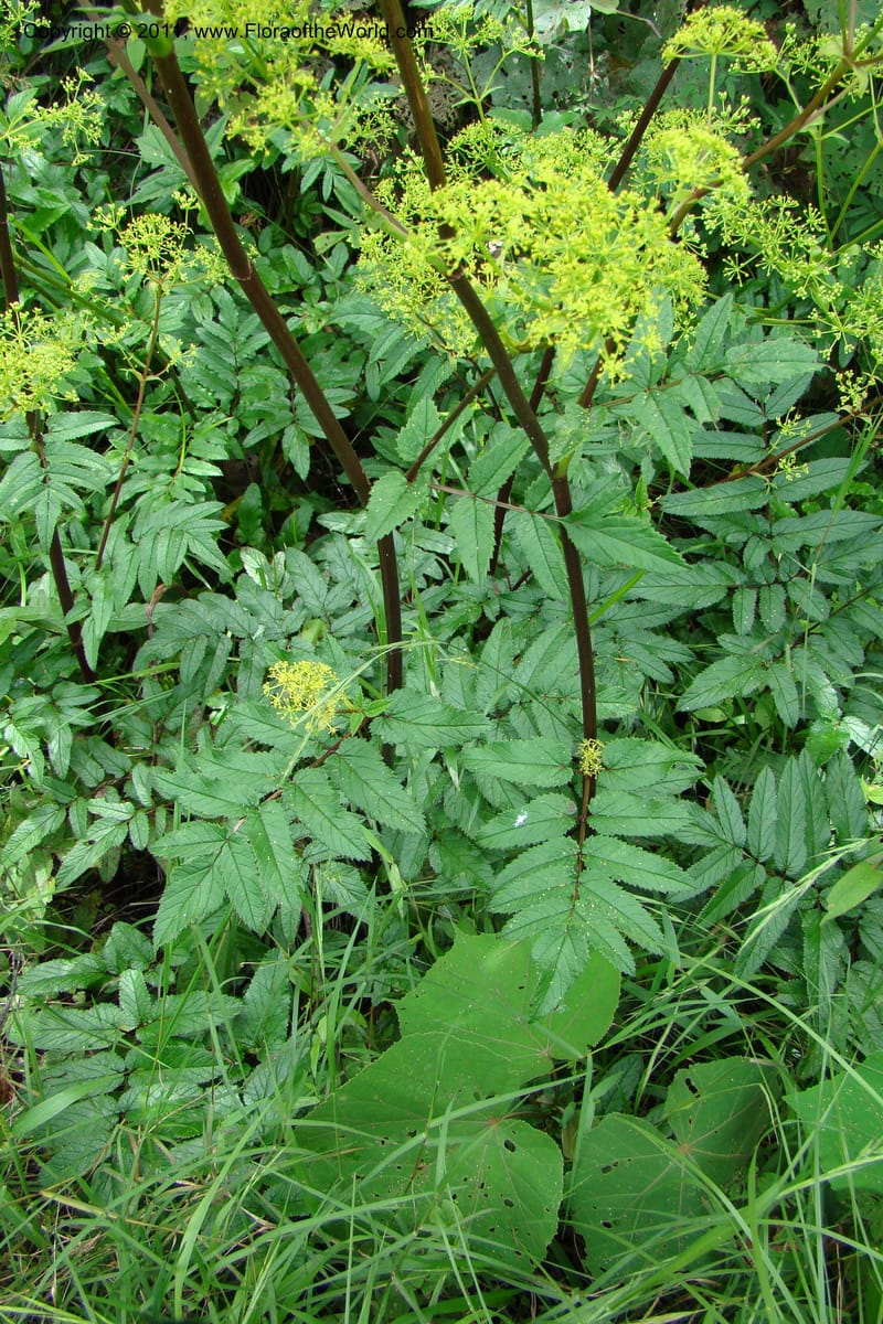Phellolophium madagascariensis, Phillipson 6127--Madagascar. Prov. Fianarantsoa. Hwy to Tana. 15 Jan 09. 032 (15).jpg