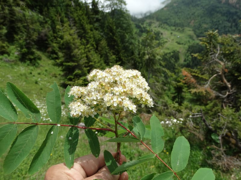 Sorbus aucuparia, Davidson, C 12484--Georgia (Caucasus). Koslitavi, branch of Merisi Gorge. 11 Jun 2014. DSC08456 (264).JPG