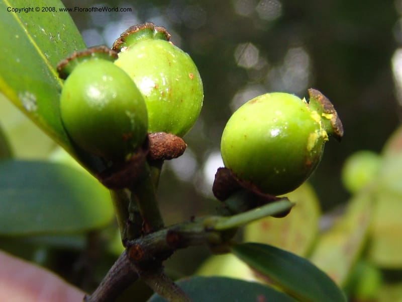 Garcinia, ZRogers1204--Madag. Anjozorobe, Aire Protegee, E Antsahabe. 17 Nov 06. 296.jpg