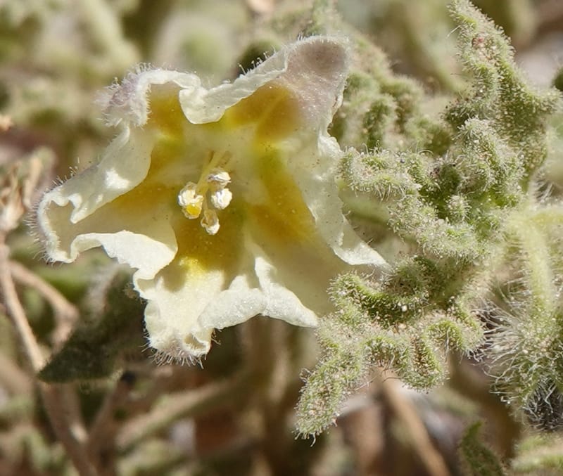 Chamaesaracha sordida, C. Davidson 13996--AZ. Cochise Co. Geronimo Trail Rd. 10 Apr 2019. DSC07357 (37).JPG