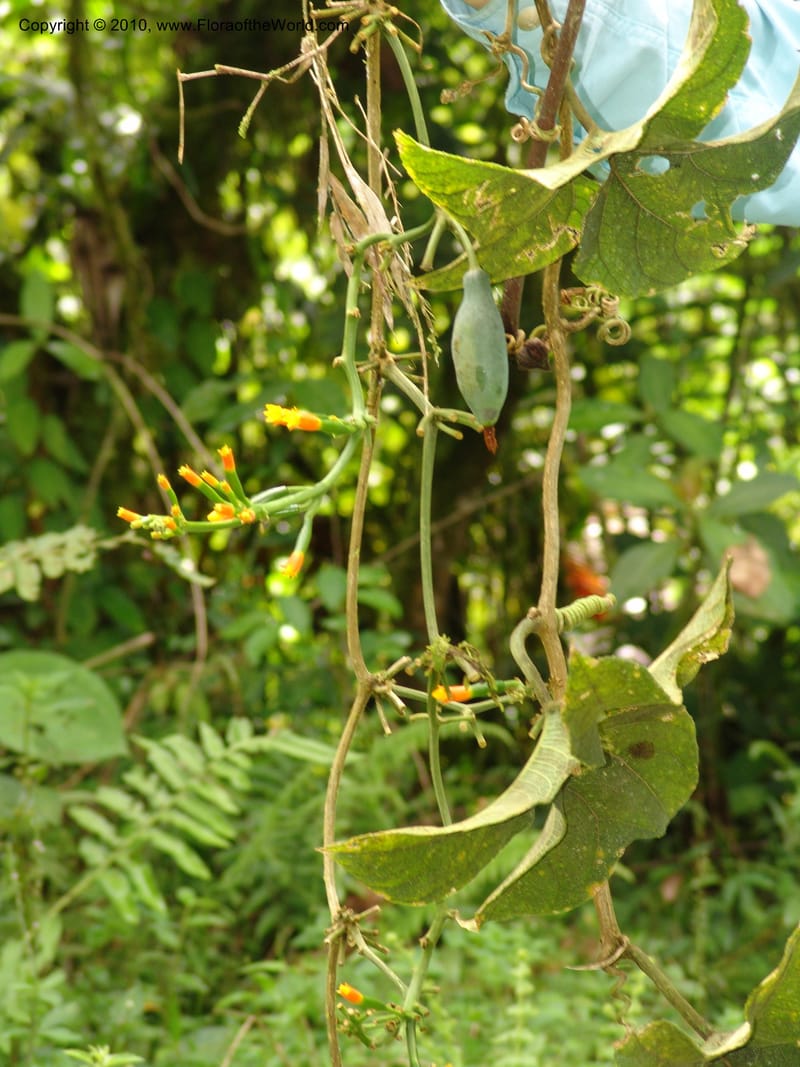 Gurania, Croat 95925--Ecuador. Edo. Pichincha. Bosque Nublado Sta. Lucia. 14 Mar 06. 395 (15).jpg