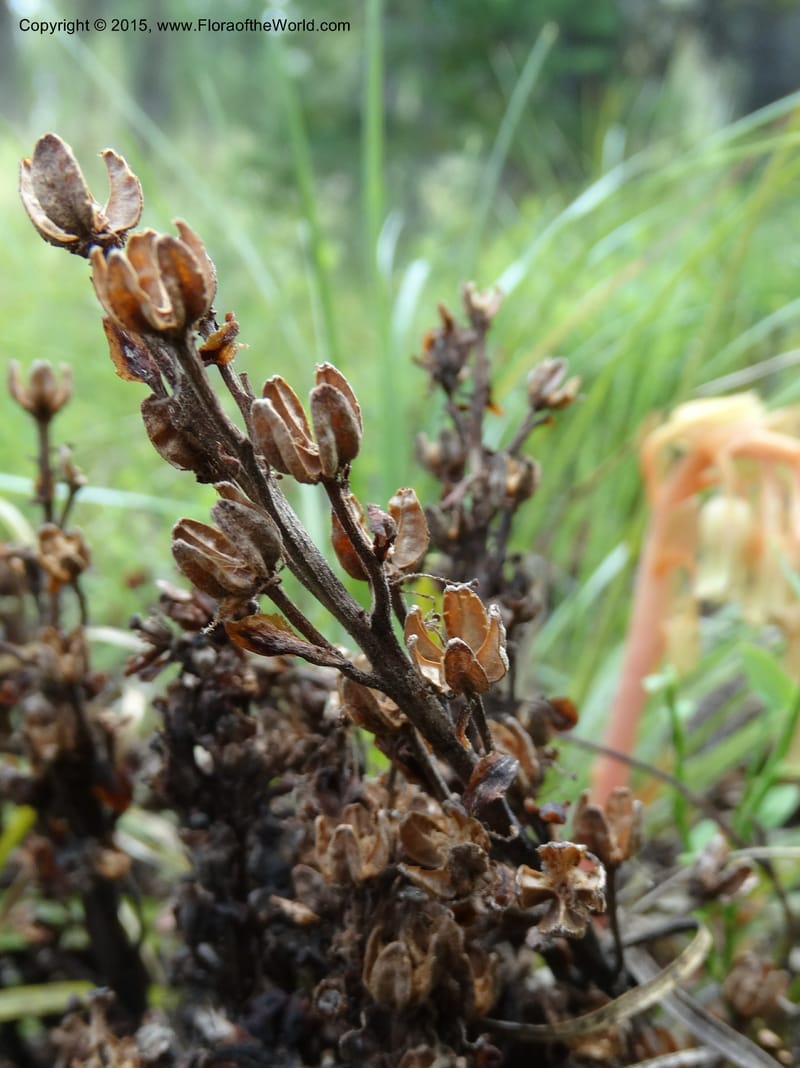 Monotropa hypopitys, Davidson, C 12626--ID. Idaho Co. S of Steamboat Summit. 5 Aug 2014. DSC00156 (211).JPG