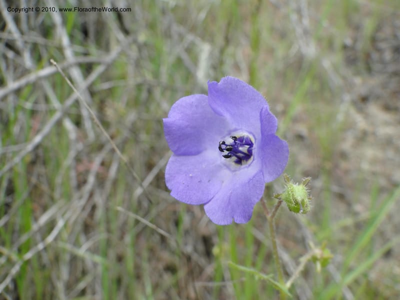 Pholistoma auritum, C. Davidson 11717--California. Santa Barbara Co. 4 April 2010 015.jpg