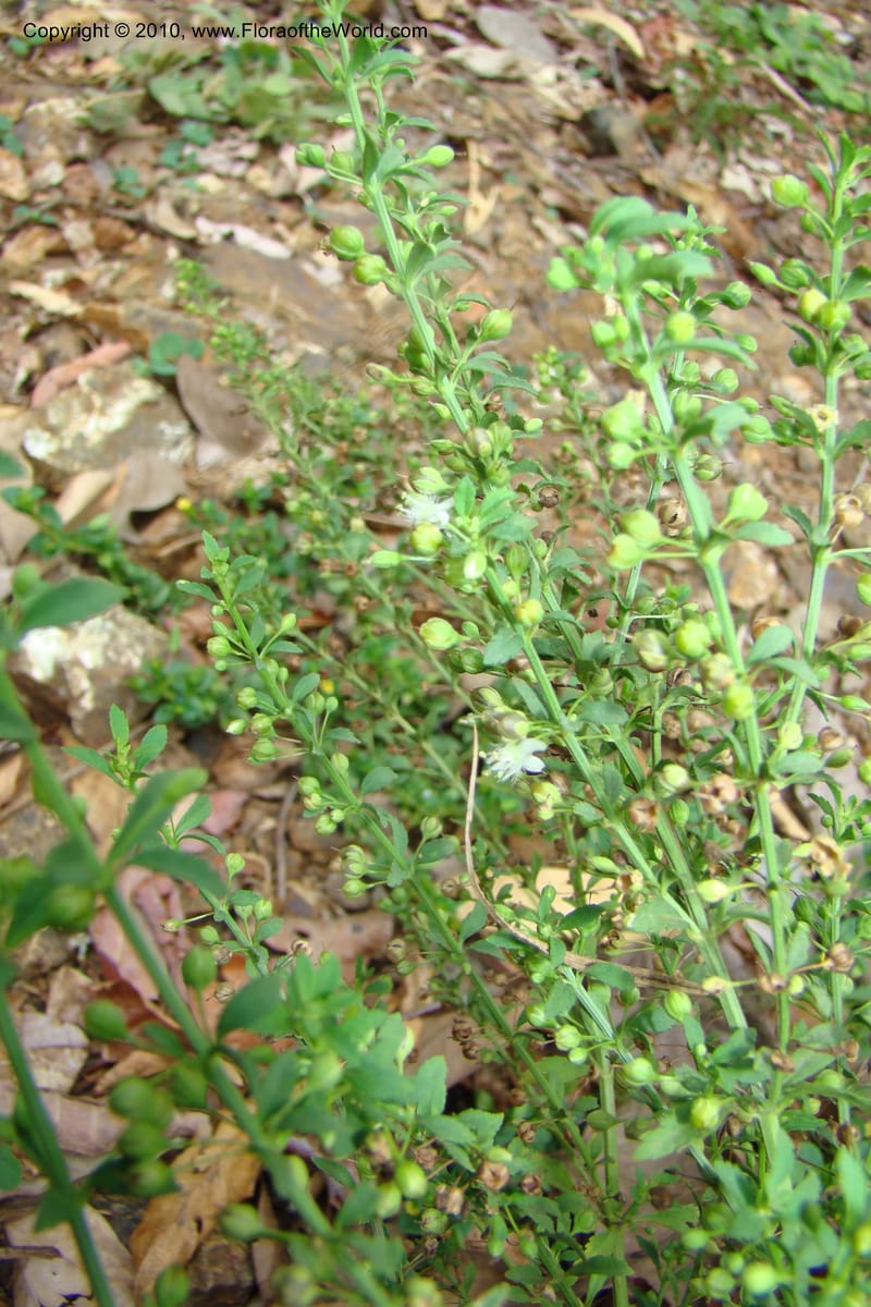 Capraria, B. Hammel xx--Costa Rica. Prov. San Jose. 20 April 09. 116.jpg