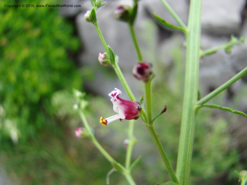 Scrophularia canina, C.Davidson 11175--Slovenia, Notranjska Region, 2 km W of Skocjan on Rd. 301, 16 May 2008.030 (10).jpg