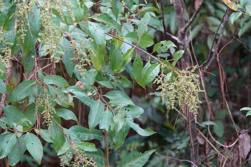 Wendlandia ligustrina, D. Boufford 44129--China. Yunnan. Meizi Lake Park. 3 May 2018. DSC01424 (243).JPG