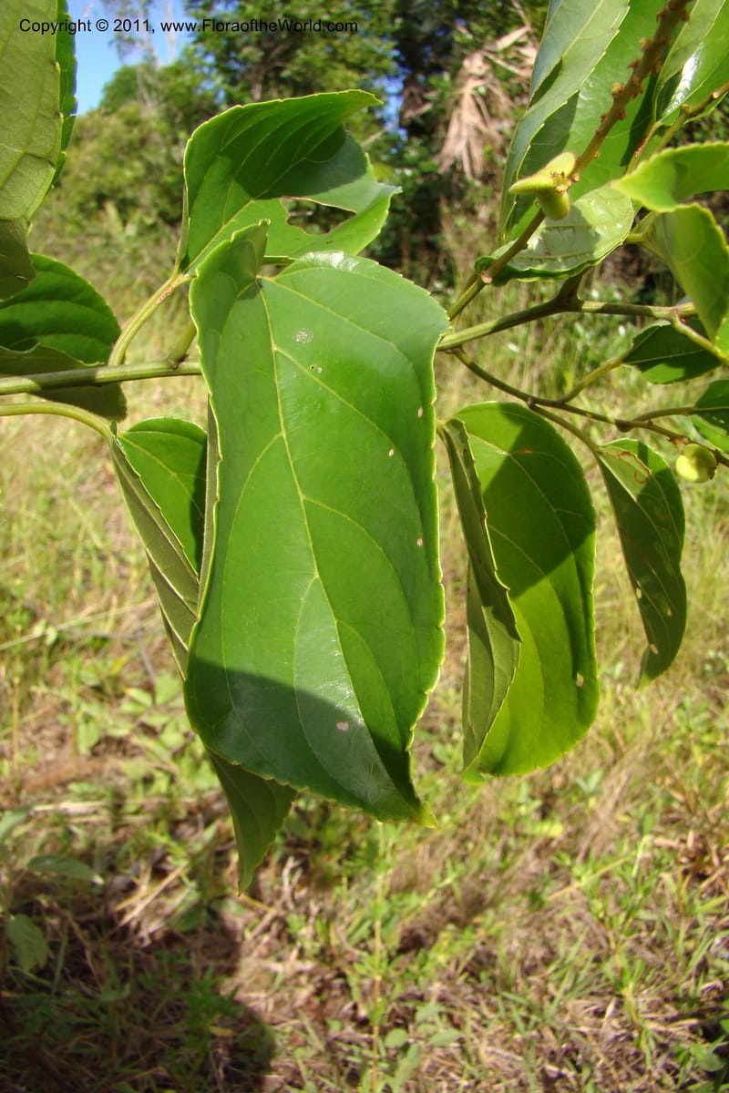 Gouania myriocarpa, Razafindraibe 210--Madagascar. Prov. Fianarantsoa. RN 12. 14 Jan 09. 285 (2).jpg