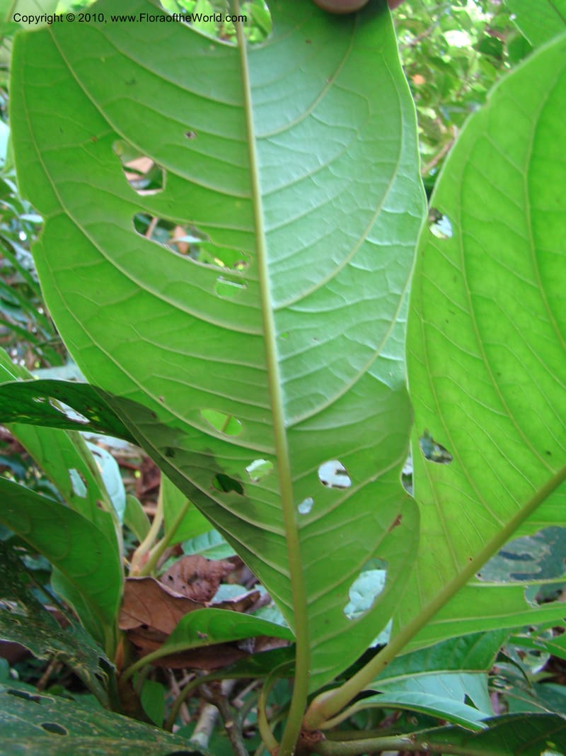 Neea amplifolia, B. Hammel 24697--Costa Rica. Prov. Limon. Selva Bananito Lodge. 13 Apr 08. 049 (12).jpg