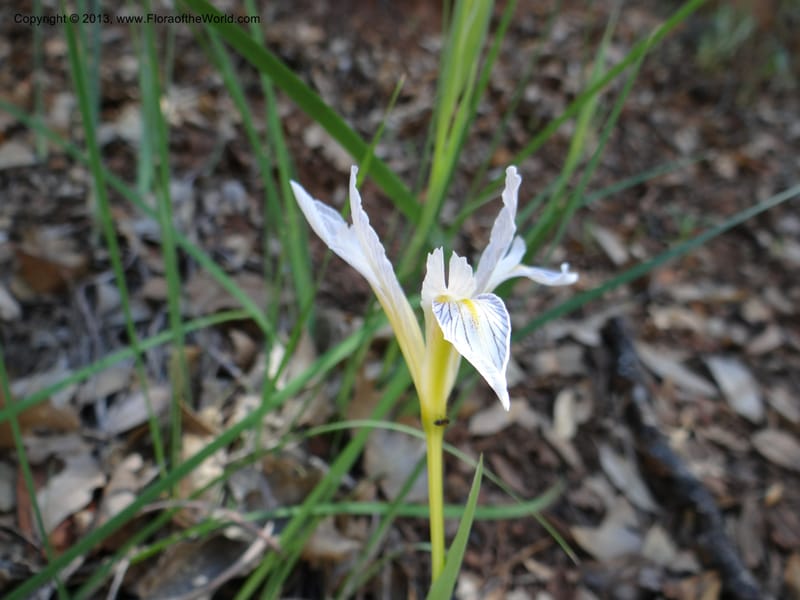 Iris tenuissima, Davidson, C 12132--Calif. Nevada Co. 19 Apr 2013. DSC03196 (3).JPG