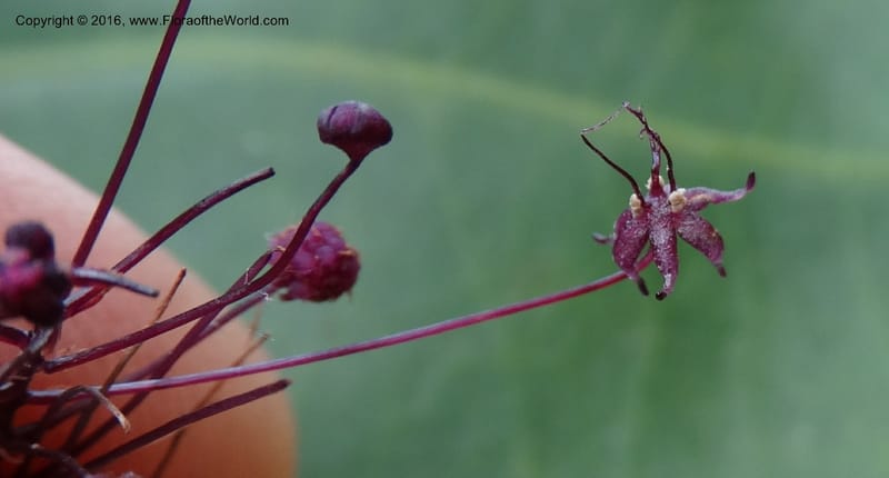 Sciaphila, Davidson, C 12754--Sabah. Hampuan FR. 13 Oct 2014. DSC04689 (149).JPG