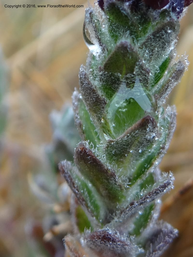 Draba, Ulloa, C 2421--Ecuador. Pichincha. Nevado Cayambe. 6 Oct 2012. DSC07236 (173).JPG